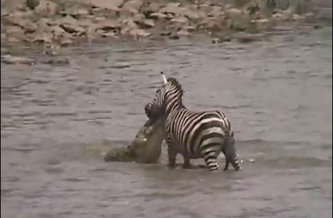 ΒΙΝΤΕΟ-Και όμως η ζέβρα γλίτωσε…