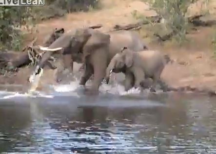ΒΙΝΤΕΟ-Κροκόδειλος εναντίον ελέφαντα. Ποιος κέρδισε;