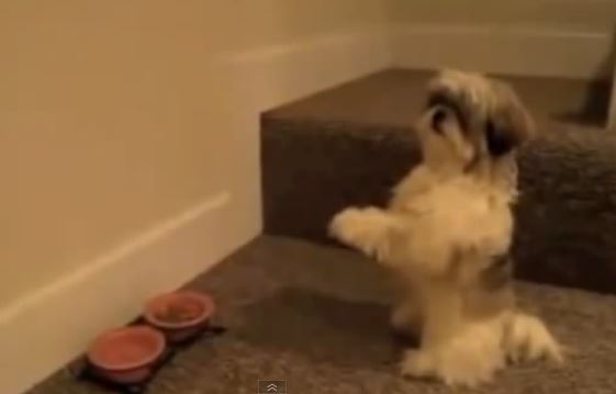 ΒΙΝΤΕΟ-Σκυλιά προσεύχονται πριν το φαγητό