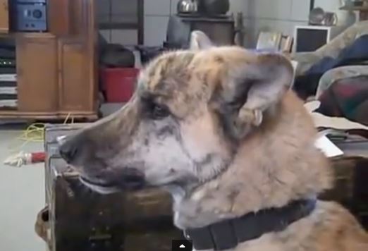 ΒΙΝΤΕΟ-Σκύλος βιώνει ένα… δράμα