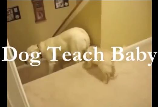 ΒΙΝΤΕΟ-Η διαφορά σκύλου-γάτας στην ανατροφή των μικρών