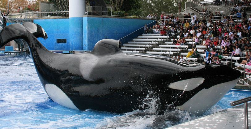 Οργή για την αιχμαλωσία φαλαινών ενόψει της Ολυμπιάδας
