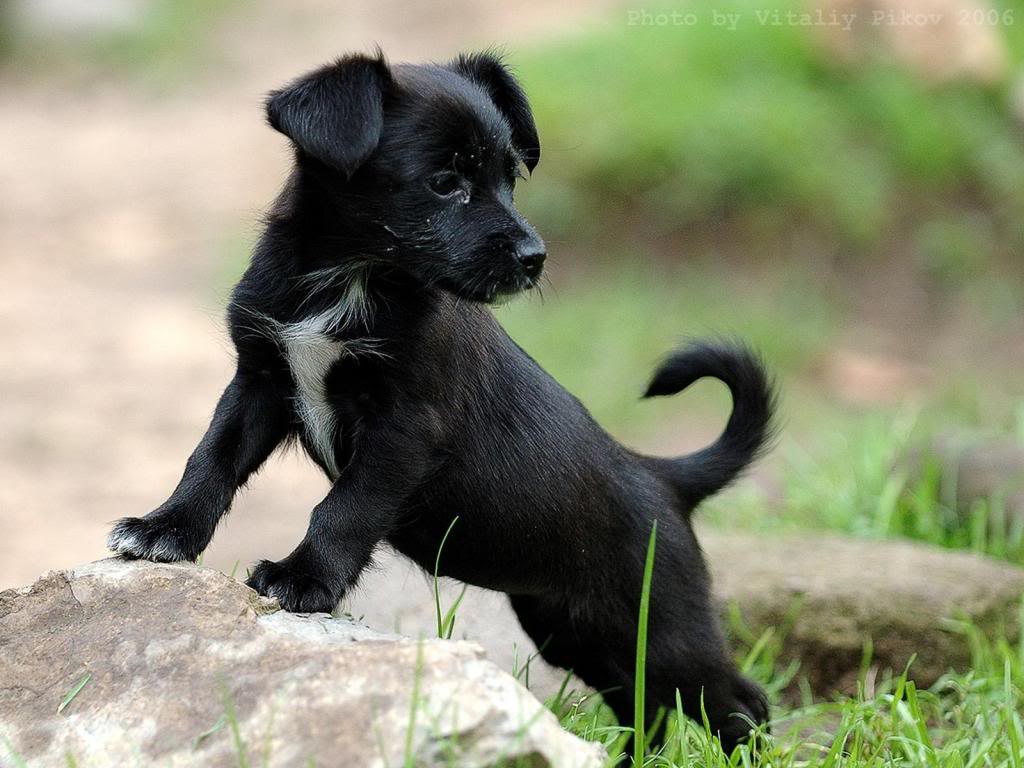 Τα σκυλιά αφοδεύουν με συγκεκριμένο προσανατολισμό