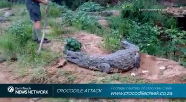 ΒΙΝΤΕΟ που σοκάρει-Τρομακτική επίθεση κροκόδειλου