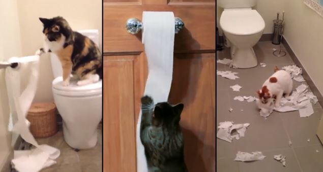 ΒΙΝΤΕΟ-Η μανία… της γάτας