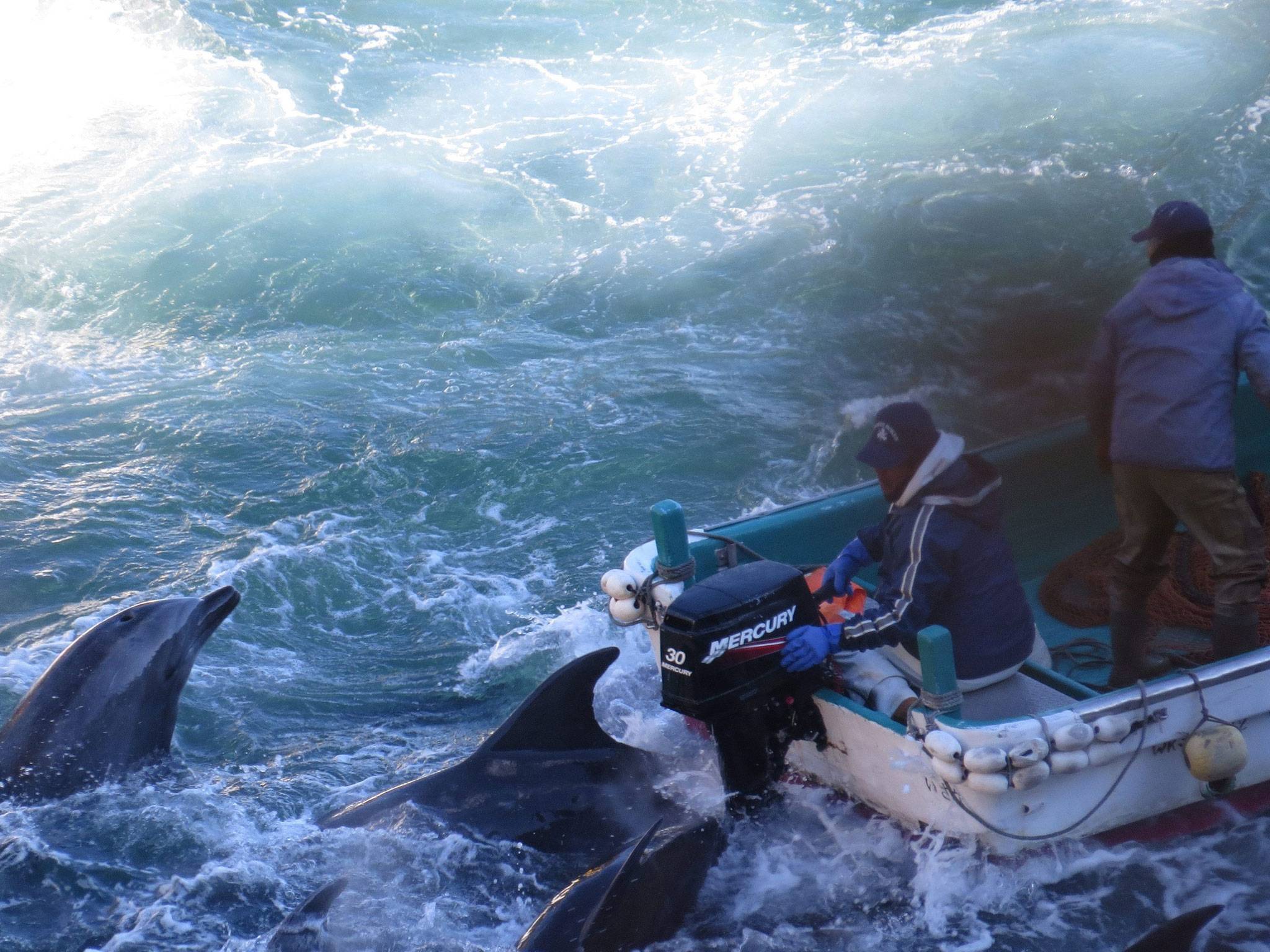 ΒΙΝΤΕΟ-Ομαδική σφαγή δελφινιών στην Ιαπωνία