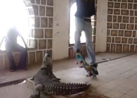 BINTEO-Σκέιτμπορντ με εμπόδιο έναν… κροκόδειλο