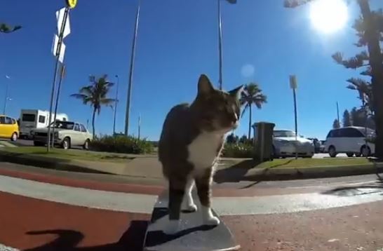 ΒΙΝΤΕΟ-Ο γάτος που λατρεύει το skateboard