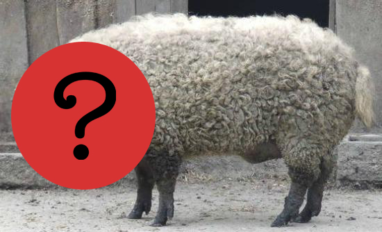 ΦΩΤΟ-Το γουρούνι που γίνεται…πρόβατο