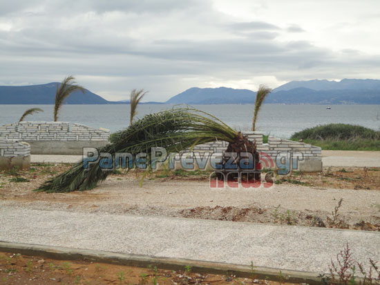 “Πεθαίνουν” οι φοίνικες στον Παντοκράτορα