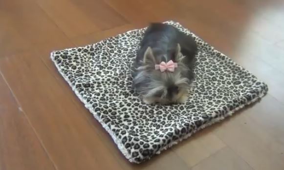 ΒΙΝΤΕΟ-Σκυλίτσα με υψηλό IQ