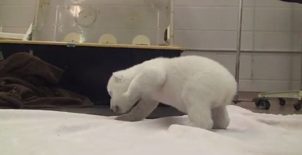 ΒΙΝΤΕΟ-Μια μικρή πολική αρκούδα στα πρώτα της βήματα