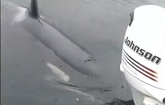 ΒΙΝΤΕΟ-Όρκα μιμείται εξωλέμβια