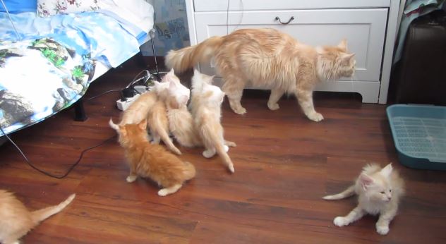 ΒΙΝΤΕΟ-Γάτα τρομάζει τα γατιά της