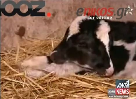 ΒΙΝΤΕΟ-Γεννήθηκε μοσχαράκι με δύο κεφάλια