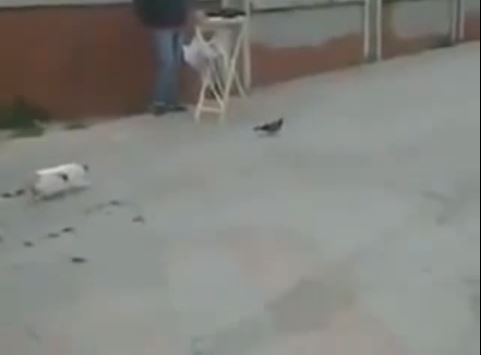 ΒΙΝΤΕΟ-Η απογοήτευση… της γάτας