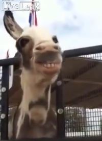 ΒΙΝΤΕΟ-Ένας χαμογελαστός γάιδαρος