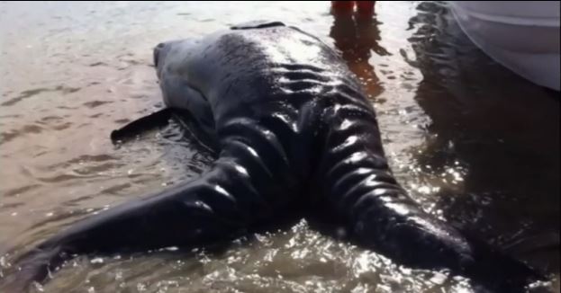 ΒΙΝΤΕΟ-Βρέθηκαν σιαμαίες φάλαινες