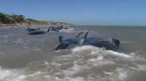 ΒΙΝΤΕΟ- 39 φάλαινες εξόκειλαν οικειοθελώς