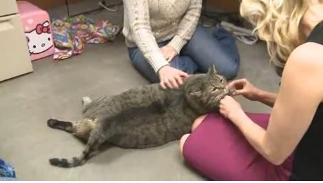 ΒΙΝΤΕΟ-Ο γάτος που ζυγίζει 16 κιλά