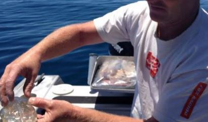 ΦΩΤΟ-Γνωρίζετε αυτό το ψάρι;