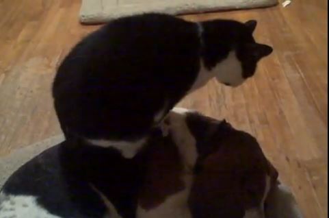 ΒΙΝΤΕΟ-Γάτες κάνουν μασάζ σε σκύλους