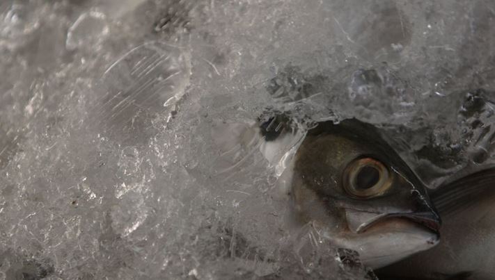 Κατέσχεσαν κατεψυγμένα αλιεύματα