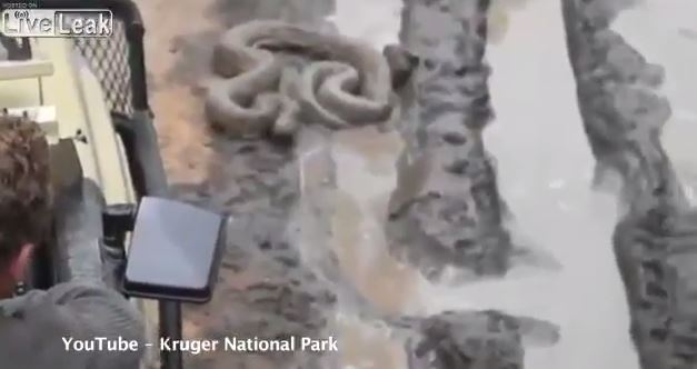 ΒΙΝΤΕΟ-Μην ενοχλείτε τον… πύθωνα