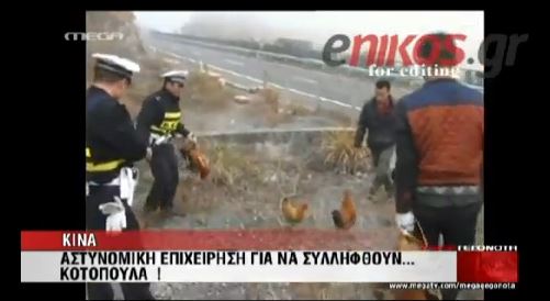 ΒΙΝΤΕΟ-Αστυνομική επιχείρηση για να συλληφθούν… κοτόπουλα