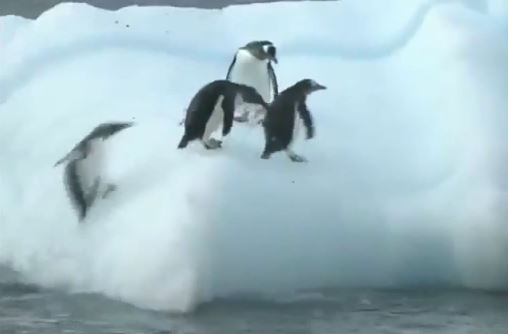 ΒΙΝΤΕΟ-Όταν γλιστρούν οι πιγκουίνοι