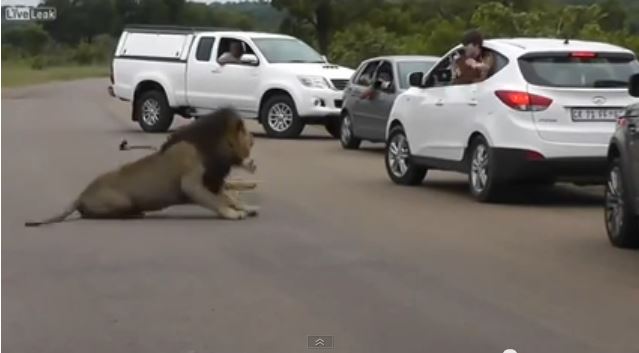 ΒΙΝΤΕΟ-Το λιοντάρι δίπλα στα παιδιά