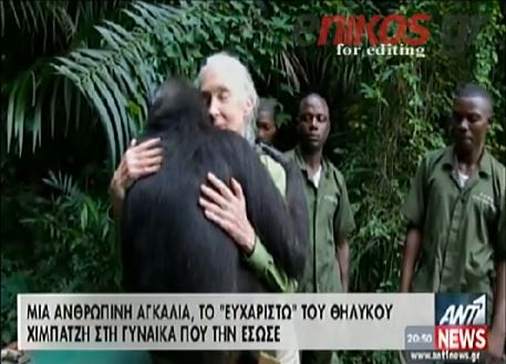 ΒΙΝΤΕΟ-Η συγκινητική αγκαλιά του θηλυκού χιμπατζή