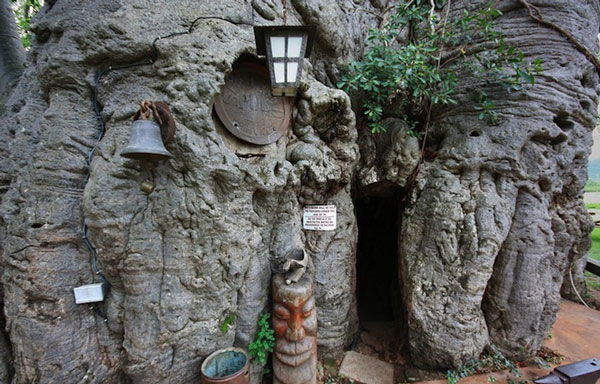 perierga.gr - Δέντρο… κρύβει στον κορμό του ένα μπαρ! perierga.gr - Δέντρο… κρύβει στον κορμό του ένα μπαρ!