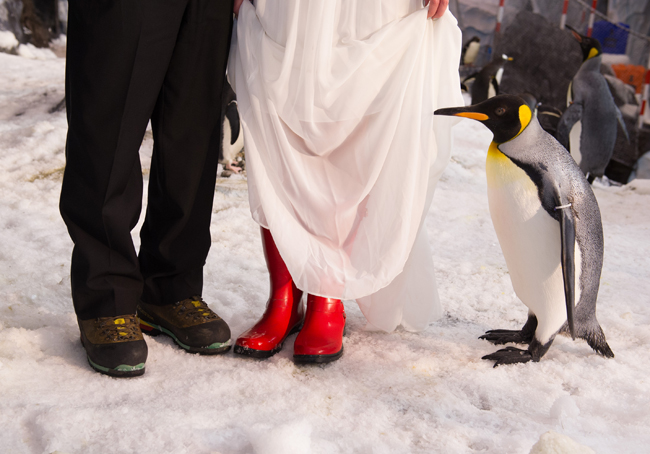 ΦΩΤΟ-Γάμος με καλεσμένους…πιγκουίνους