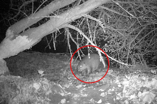 Το ζώο που εξέπληξε μια ολόκληρη χώρα