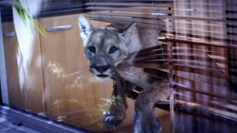 Βρήκε πούμα στην κουζίνα της