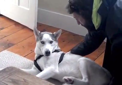 ΒΙΝΤΕΟ-Ο σκύλος που λέει… “no” !