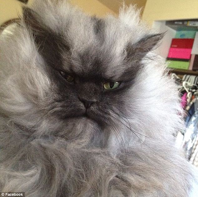 ΦΩΤΟ-Πέθανε ο “πιο θυμωμένος γάτος”