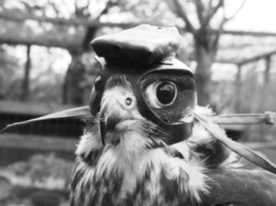 ΒΙΝΤΕΟ-Πως επιτίθεται το γεράκι