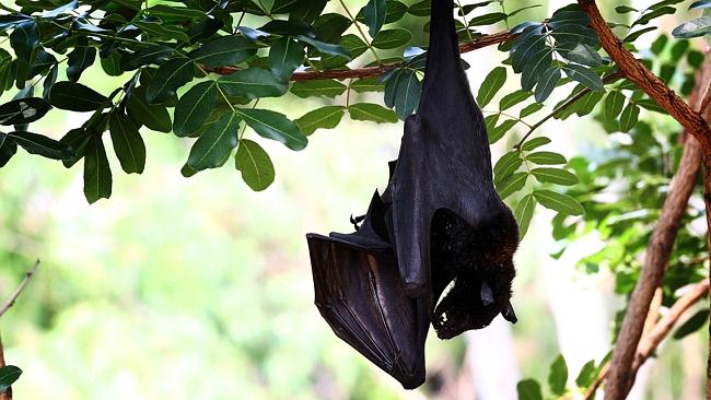 Αυστραλία: «Έβρεξε» νεκρές νυχτερίδες