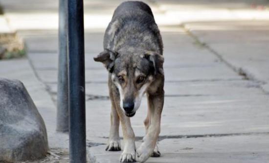 Ο “Χάτσικο” της Βολιβίας