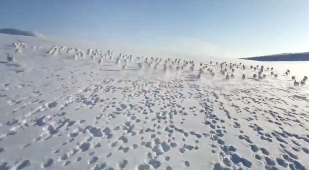 ΒΙΝΤΕΟ-Ένα κοπάδι πολικών λαγών