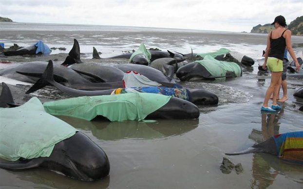 Ν. Ζηλανδία: Πέθαναν 39 φάλαινες