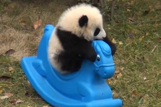 ΒΙΝΤΕΟ-Πάντα παίζει με πλαστικό αλογάκι