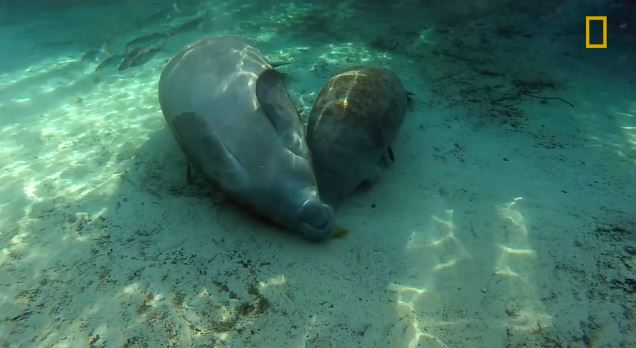 ΒΙΝΤΕΟ-Γιατί πεθαίνουν οι μανάτοι;