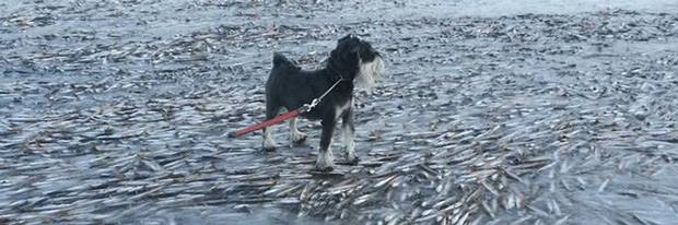 Πάγωσαν μέχρι και τα ψάρια