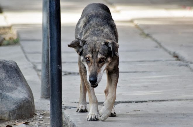 perierga.gr - Περιμένει 5 χρόνια το νεκρό αφεντικό του να γυρίσει! perierga.gr - Περιμένει 5 χρόνια το νεκρό αφεντικό του να γυρίσει!
