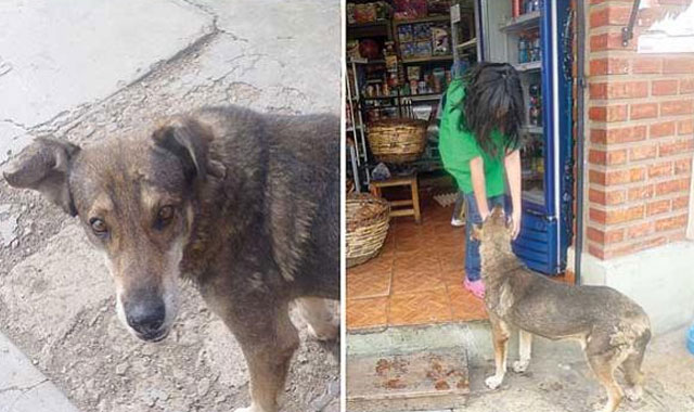 perierga.gr - Περιμένει 5 χρόνια το νεκρό αφεντικό του να γυρίσει! perierga.gr - Περιμένει 5 χρόνια το νεκρό αφεντικό του να γυρίσει!