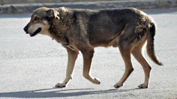 Θεσσαλονίκη: Πυροβόλησε και σκότωσε σκύλο – Δύο συλλήψεις για την κτηνωδία