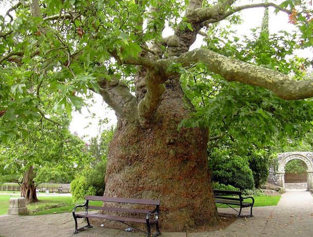 Τι σκοτώνει τα πλατάνια στην Ήπειρο;